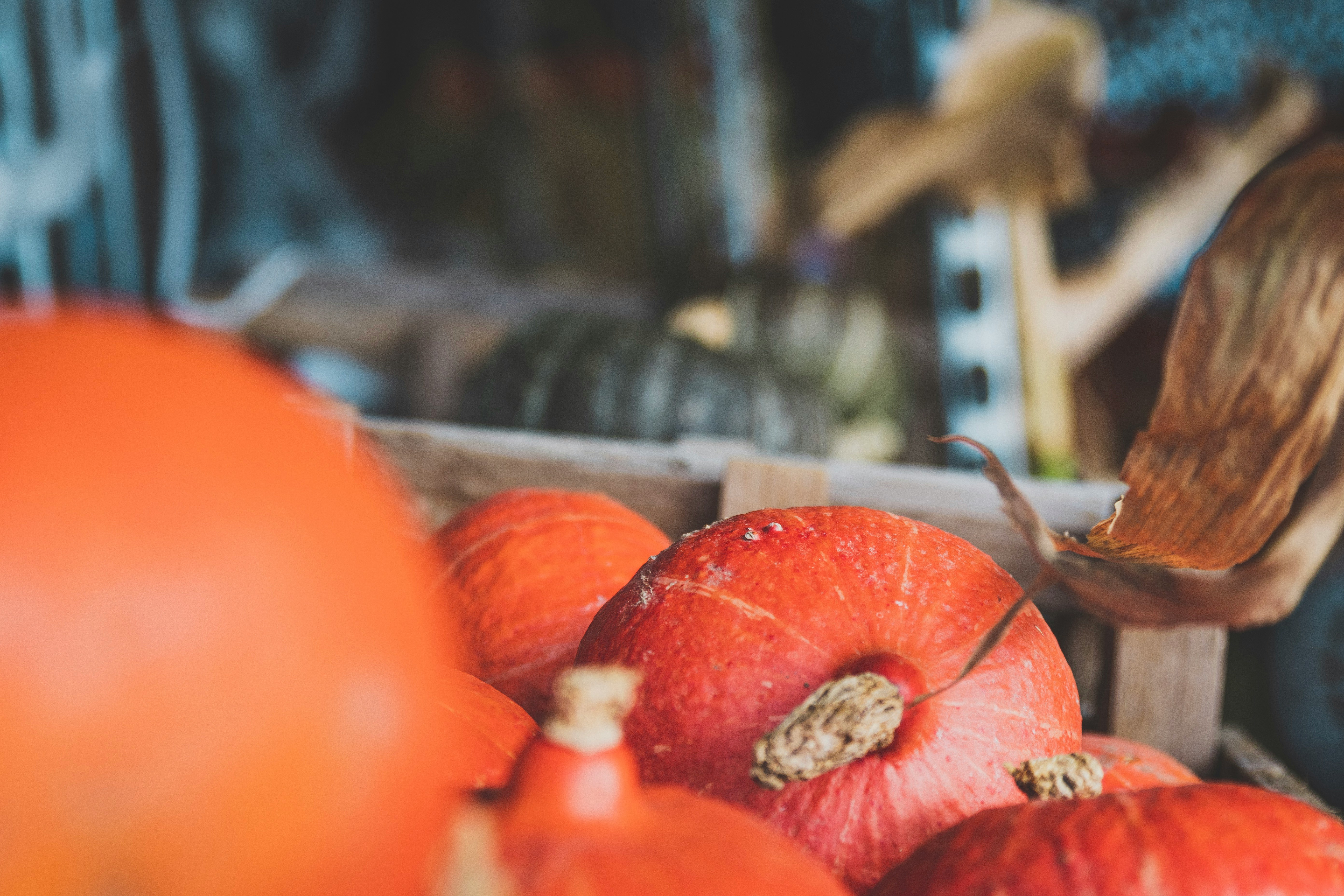 red pumpkins